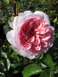 Preview: Englische Rose Wildeve